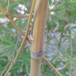 Phyllostachys aurea Corteccia