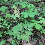 Botrychium virginianum Leaf