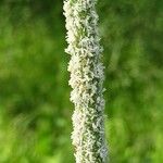 Phleum pratense 花