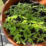 Solanum lycopersicumLeaf