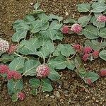 Asclepias solanoana Habit