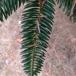 Abies numidica Feuille