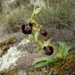 Ophrys passionis Ostatní