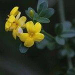 Chrysojasminum odoratissimum Flower