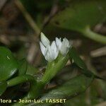 Heteranthera reniformis Floare