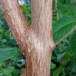 Fuchsia arborescens Corteza