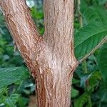 Fuchsia arborescens Žievė