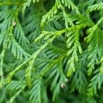 Thuja plicata 叶