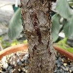 Cyphostemma lanigerum 樹皮