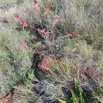 Aloe secundiflora Flower