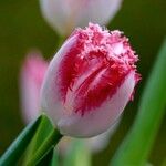 Tulipa agenensis অন্যান্য