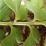 Asplenium aethiopicum Leaf