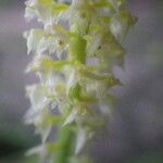 Polystachya polychaete Flower