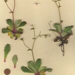 Micranthes clusii Alkat (teljes növény)