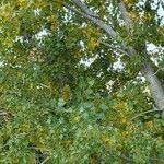 Populus x canadensis Blatt