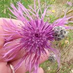 Centaurea scabiosaFlower