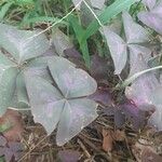 Oxalis triangularisBlad