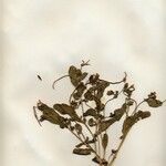 Coronilla scorpioides 花