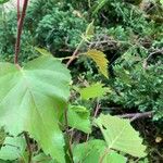 Betula pubescens Leaf