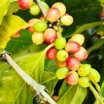 Coffea arabica Fruit