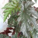 Begonia aconitifolia ᱥᱟᱠᱟᱢ