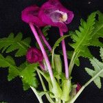 Pedicularis megalantha Агульны выгляд