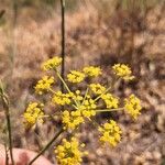 Foeniculum vulgareപുഷ്പം