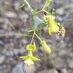 Parkinsonia microphylla ᱥᱟᱠᱟᱢ