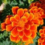 Tagetes erecta Flor