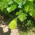 Corylus cornutaFolio