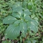 Alstroemeria psittacina Folha