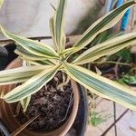 Dracaena braunii Blatt