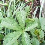 Potentilla simplex Leaf