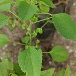 Acalypha indica ഇല