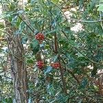 Ilex aquifoliumЛіст