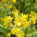 Lysimachia vulgarisFlors