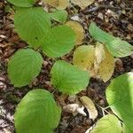 Cornus rugosa Feuille