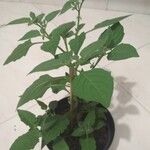 Solanum nigrescens Blad