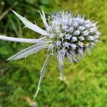 Eryngium planum Blomst