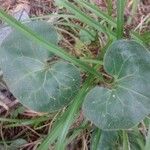 Asarum caudatum Yaprak