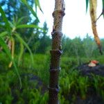 Boehmeria penduliflora Corteccia