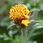 Bidens ferulifolia Egyéb