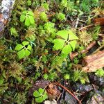 Rubus pedatus Habitus