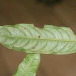 Eschweilera chartaceifolia 叶