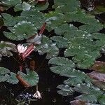 Nymphaea alba 花