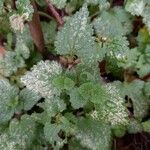 Lamium maculatum Feuille