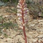 Orobanche artemisiae-campestris Агульны выгляд