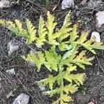 Thapsia villosa Leaf