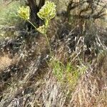 Lomatium triternatum Foglia