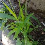 Setaria verticillata Blatt